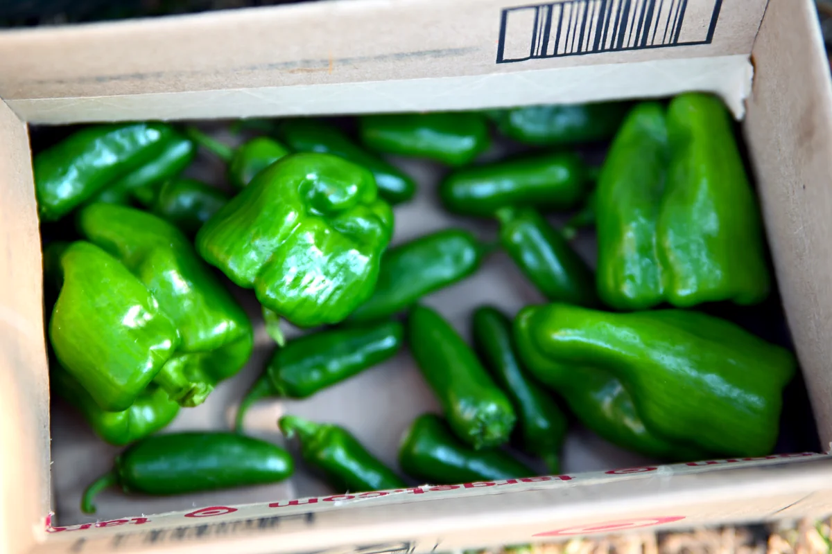 A cardboard harvest box filled with green bell peppers and smaller peppers.