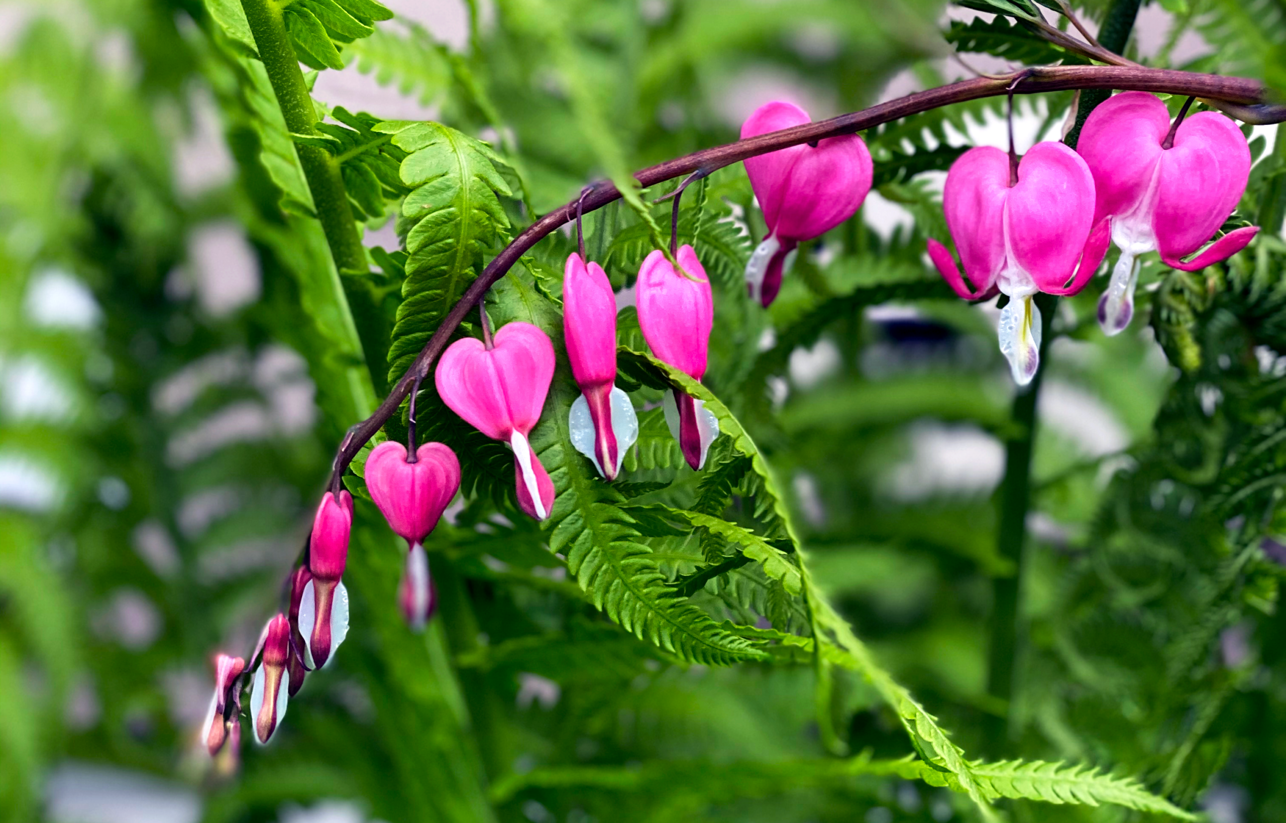 Pink bleeding-heart flowers arch above green fern fronds.
